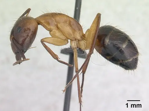Camponotus hova specimen CASENT0188199 image casent0188199_3