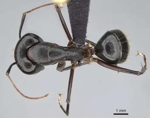 Camponotus hova specimen CASENT0229579 image casent0229579_1