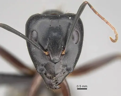 Camponotus hova specimen CASENT0229579 image casent0229579_2
