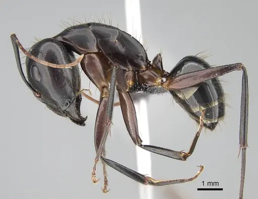 Camponotus hova specimen CASENT0229579 image casent0229579_3