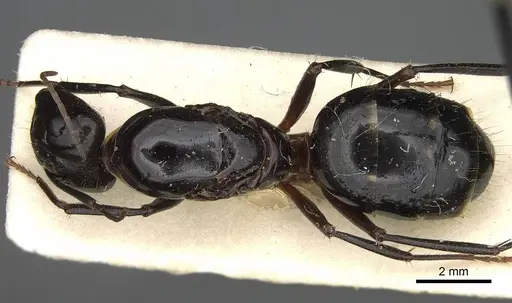 Camponotus hova specimen CASENT0752998 image casent0752998_1