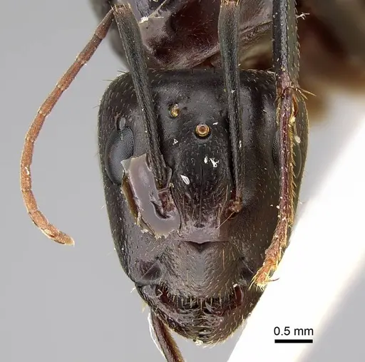 Camponotus hova specimen CASENT0752998 image casent0752998_2