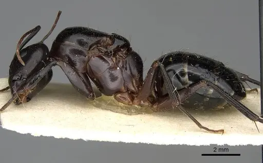 Camponotus hova specimen CASENT0752998 image casent0752998_3