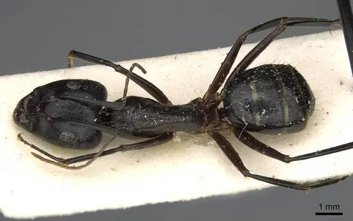 Camponotus hova specimen CASENT0752999 image casent0752999_1