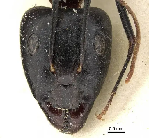 Camponotus hova specimen CASENT0752999 image casent0752999_2
