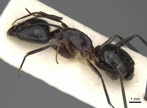 Camponotus hova specimen CASENT0752999 image casent0752999_3