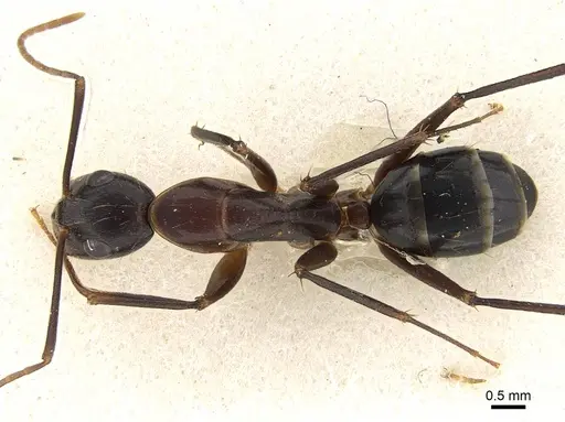 Camponotus hova specimen CASENT0810000 image casent0810000_1