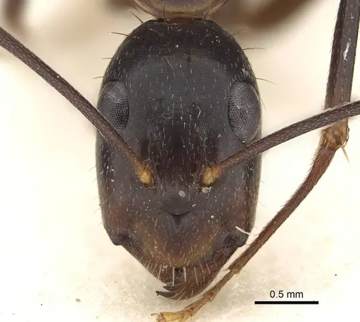 Camponotus hova specimen CASENT0810000 image casent0810000_2
