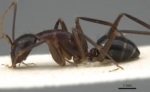 Camponotus hova specimen CASENT0810000 image casent0810000_3