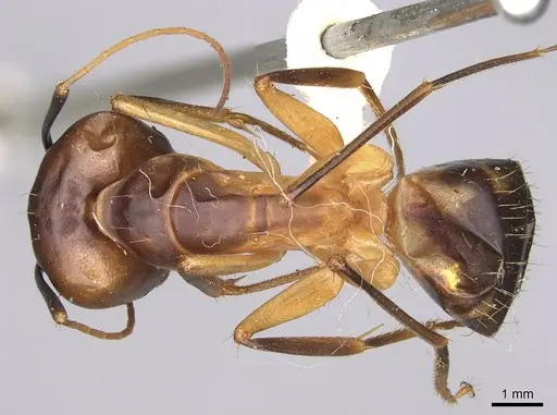 Camponotus hova specimen CASENT0906925 image casent0906925_1