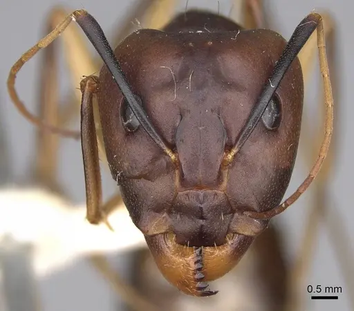 Camponotus hova specimen CASENT0906925 image casent0906925_2