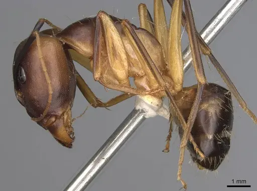 Camponotus hova specimen CASENT0906925 image casent0906925_3