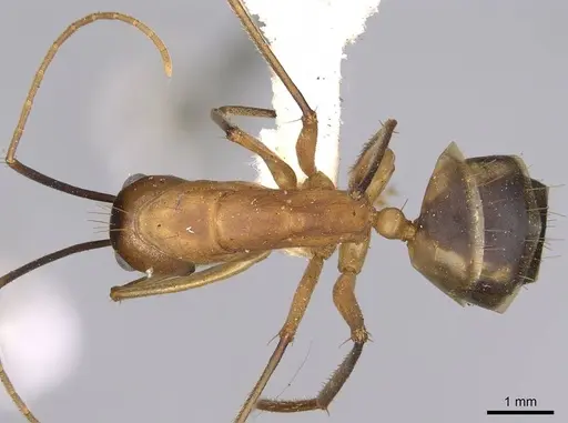 Camponotus hova specimen CASENT0906926 image casent0906926_1