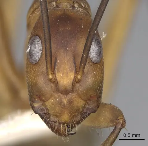 Camponotus hova specimen CASENT0906926 image casent0906926_2