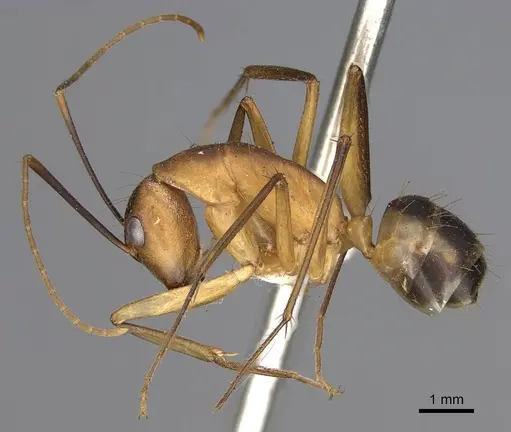 Camponotus hova specimen CASENT0906926 image casent0906926_3