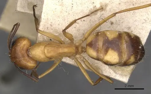 Camponotus hova specimen CASENT0910047 image casent0910047_1
