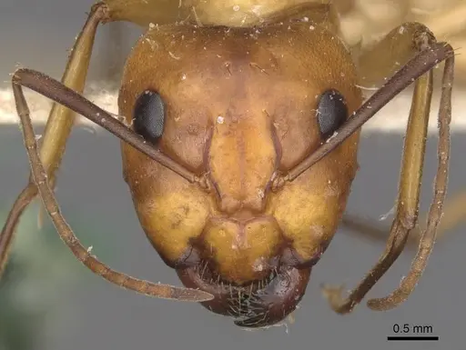 Camponotus hova specimen CASENT0910047 image casent0910047_2
