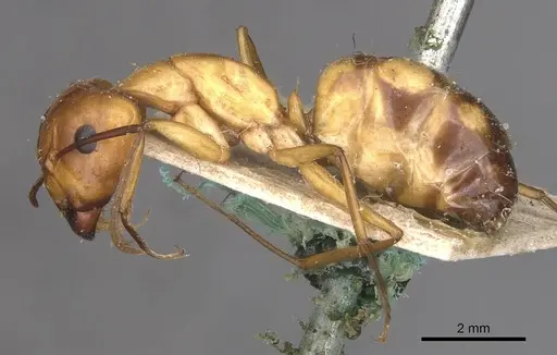 Camponotus hova specimen CASENT0910047 image casent0910047_3