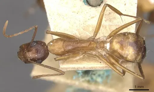 Camponotus hova specimen CASENT0910048 image casent0910048_1