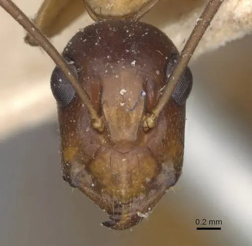 Camponotus hova specimen CASENT0910048 image casent0910048_2