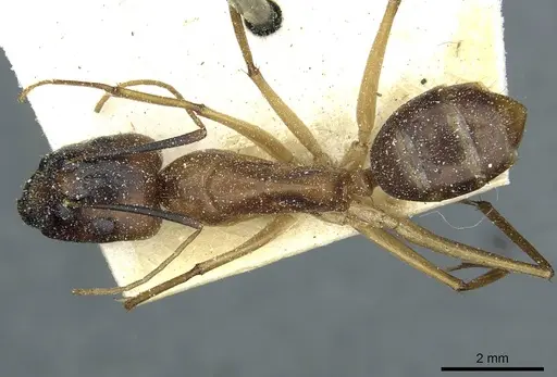 Camponotus hova specimen CASENT0911950 image casent0911950_1