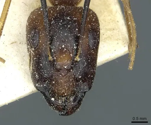 Camponotus hova specimen CASENT0911950 image casent0911950_2