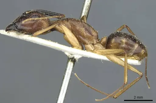Camponotus hova specimen CASENT0911950 image casent0911950_3