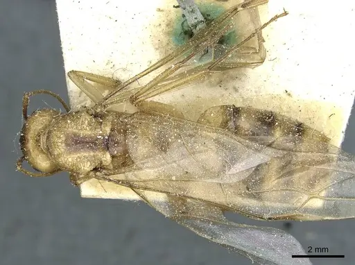 Camponotus hova specimen CASENT0911951 image casent0911951_1