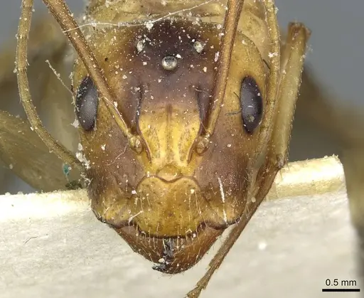 Camponotus hova specimen CASENT0911951 image casent0911951_2