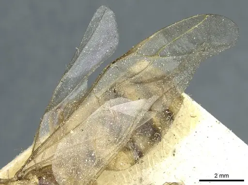 Camponotus hova specimen CASENT0911951 image casent0911951_4