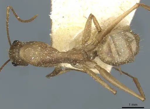 Camponotus hova specimen CASENT0911952 image casent0911952_1