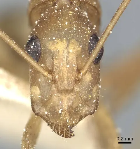 Camponotus hova specimen CASENT0911952 image casent0911952_2
