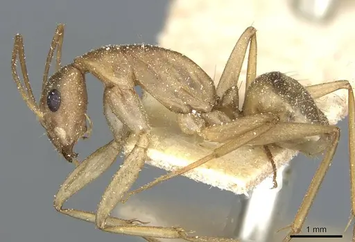 Camponotus hova specimen CASENT0911952 image casent0911952_3