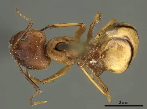 Camponotus hova specimen CASENT0915685 image casent0915685_1