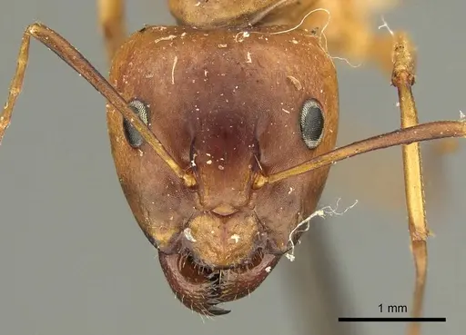 Camponotus hova specimen CASENT0915685 image casent0915685_2
