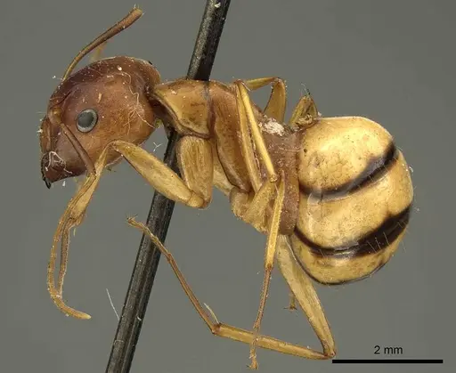 Camponotus hova specimen CASENT0915685 image casent0915685_3