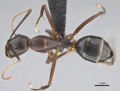 Camponotus hova specimen CASENT0919960 image casent0919960_1