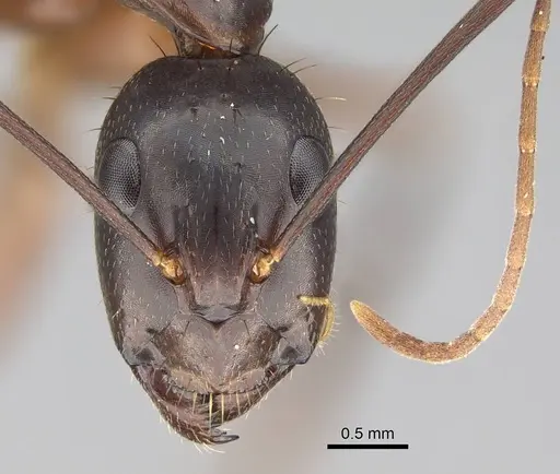 Camponotus hova specimen CASENT0919960 image casent0919960_2