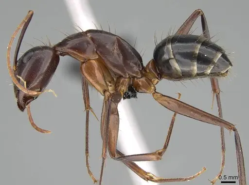 Camponotus hova specimen CASENT0919960 image casent0919960_3