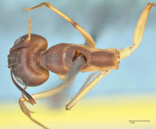Camponotus hova specimen FOCOL2382 image focol2382_1
