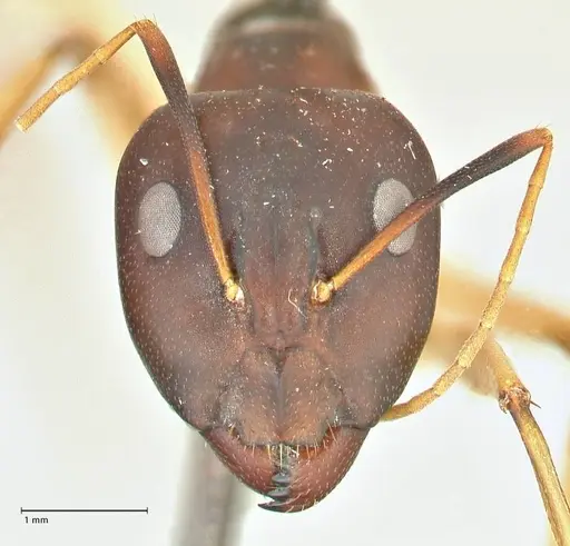 Camponotus hova specimen FOCOL2382 image focol2382_2