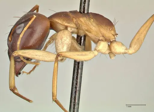 Camponotus hova specimen FOCOL2382 image focol2382_3