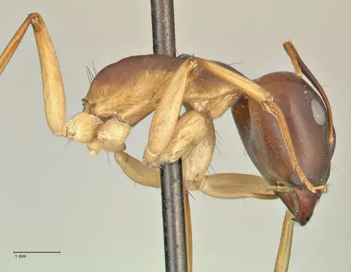 Camponotus hova specimen FOCOL2382 image focol2382_4