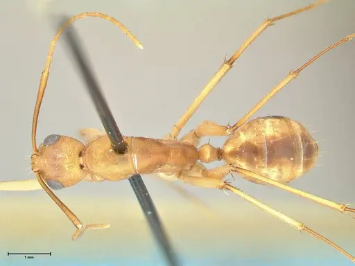 Camponotus hova specimen FOCOL2383 image focol2383_1