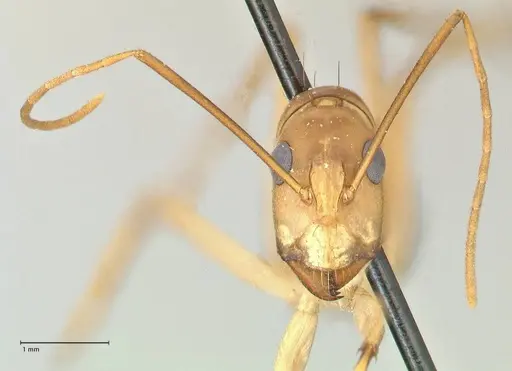 Camponotus hova specimen FOCOL2383 image focol2383_2