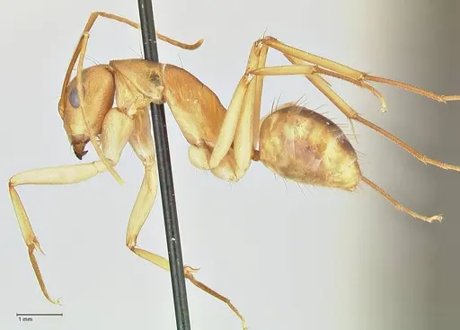 Camponotus hova specimen FOCOL2383 image focol2383_3