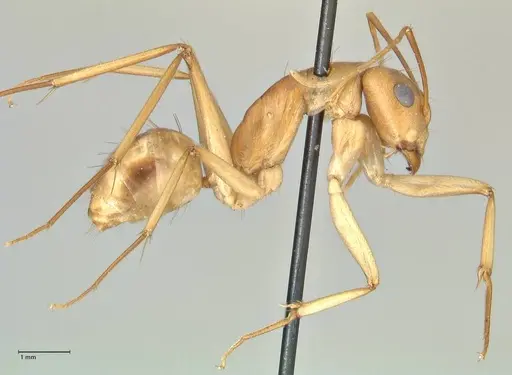 Camponotus hova specimen FOCOL2383 image focol2383_4