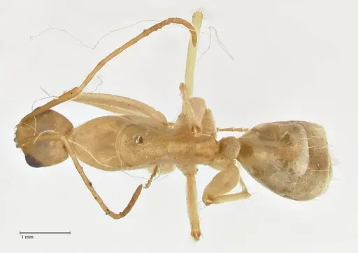 Camponotus hova specimen FOCOL2446 image focol2446_1