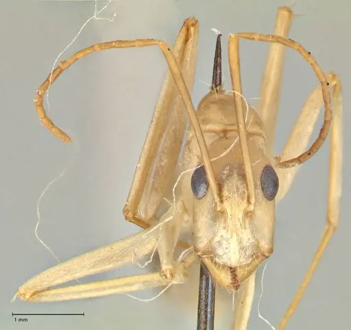 Camponotus hova specimen FOCOL2446 image focol2446_2