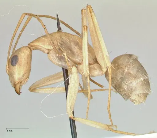 Camponotus hova specimen FOCOL2446 image focol2446_3
